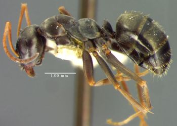 Media type: image; Entomology 21731   Aspect: habitus lateral view